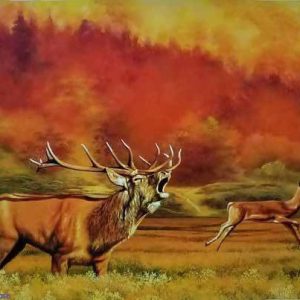 Tiếng gọi nơi hoang dã 2